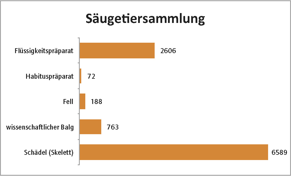 Säugetiersammlung des Museum der Westlausitz Kamenz