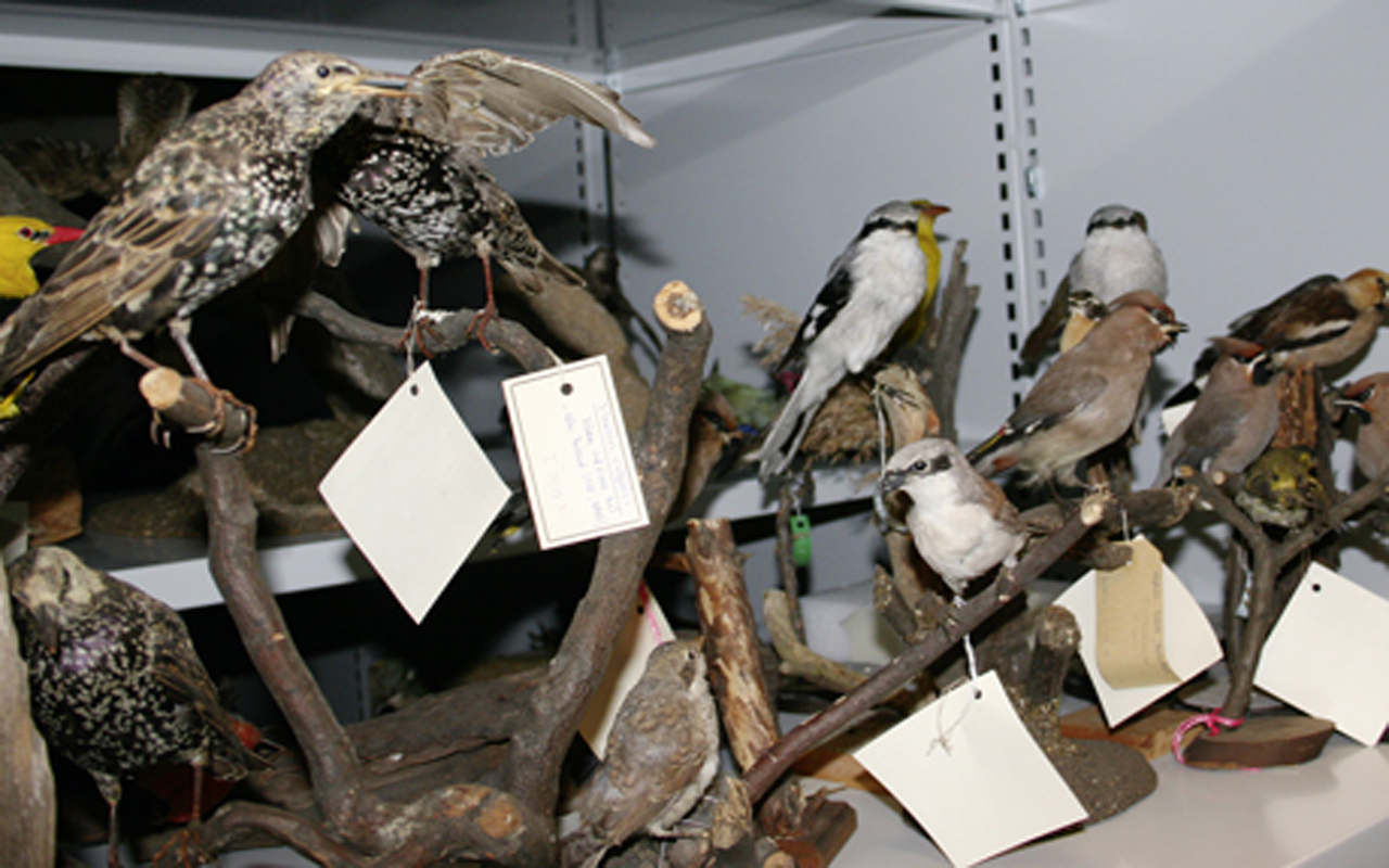 zoologische Sammlung Museum der Westlausitz Kamenz