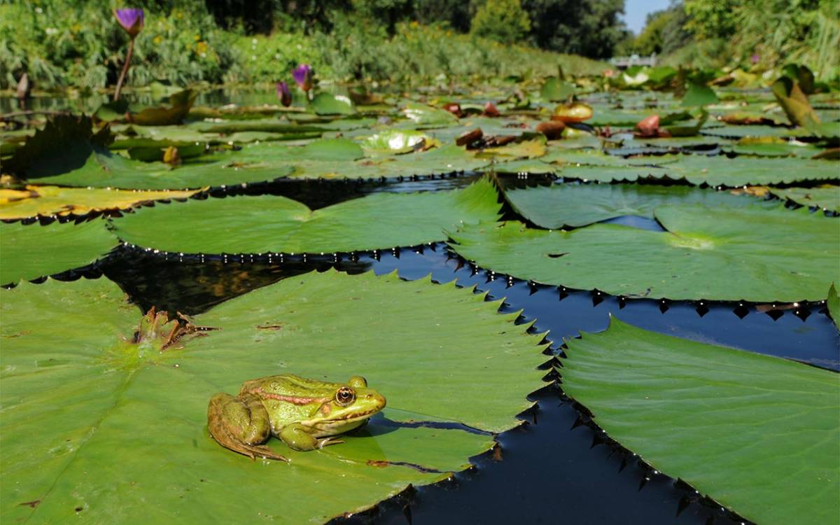 Sei ein Frosch, Ferienprojekt im Elementarium, Foto: Grünfrosch ©Uwe Prokoph Sei ein Frosch, Ferienprojekt im Elementarium, Foto: Grünfrosch ©Uwe Prokoph