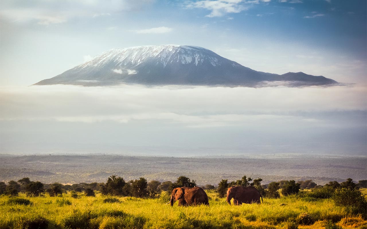 Foto Kenia: Afrikanische Elefanten ziehen am Kilimandscharo im Masai Mara Nationalpark vorbei.