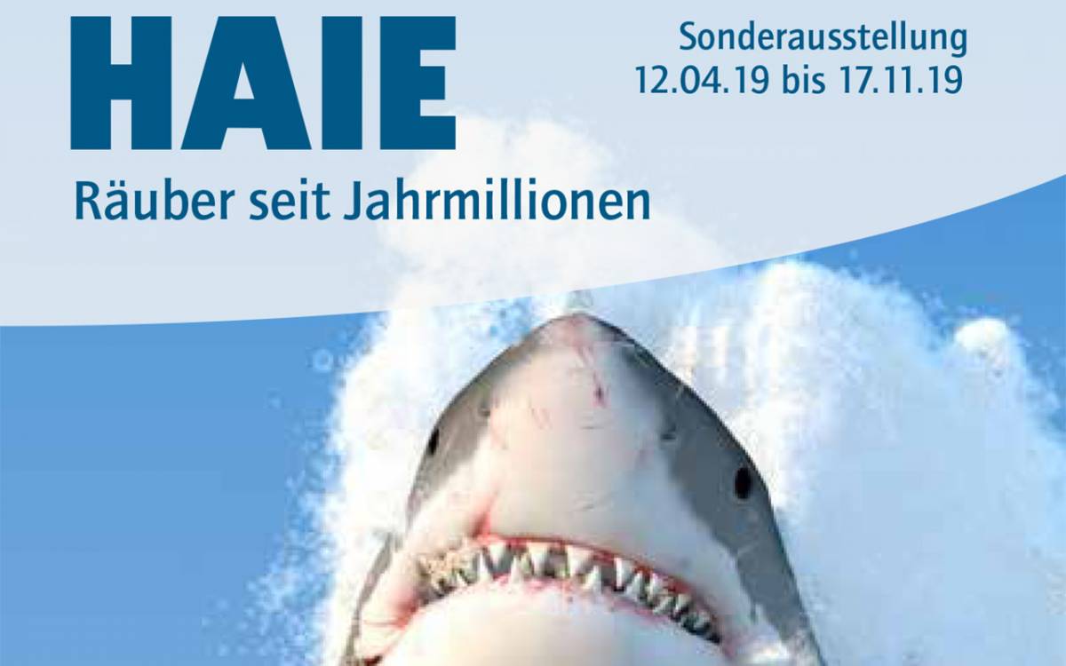 Haie - Räuber seit Jahrmillionen - Sonderausstellung im Museum der Westlausitz Kamenz Haie - Räuber seit Jahrmillionen - Sonderausstellung im Museum der Westlausitz Kamenz