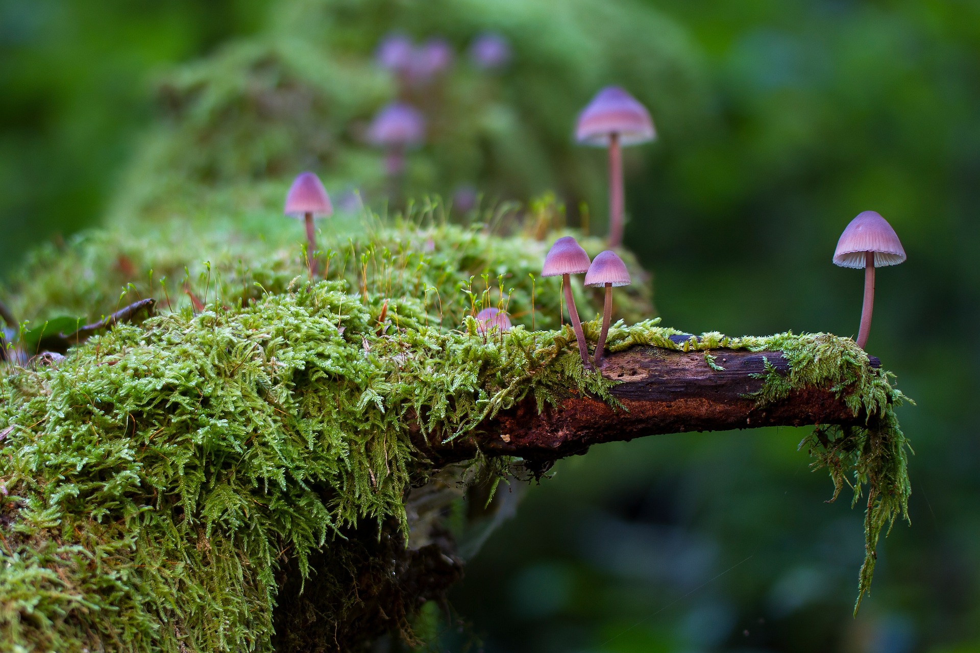 Mushrooms ©pixabay