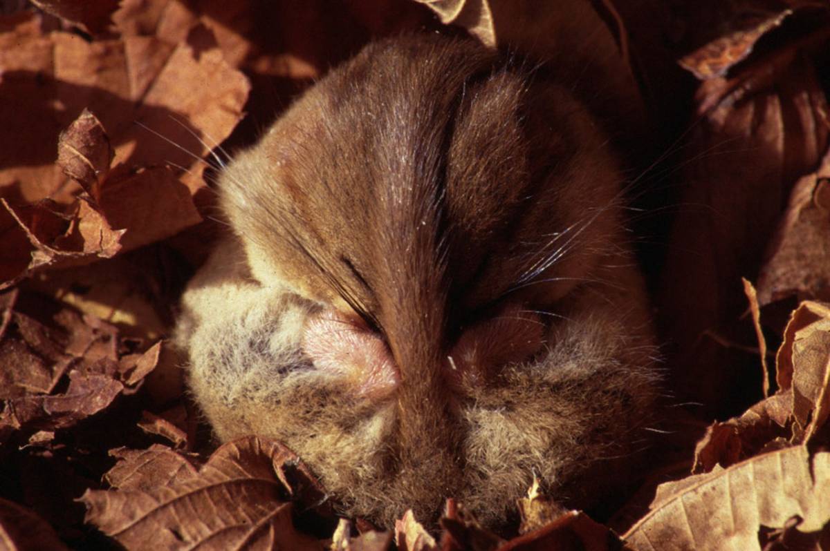 Im Oktober gehen Haselmaus und Siebenschläfer in den Winterschlaf. (© Sven Büchner) Im Oktober gehen Haselmaus und Siebenschläfer in den Winterschlaf. (© Sven Büchner)