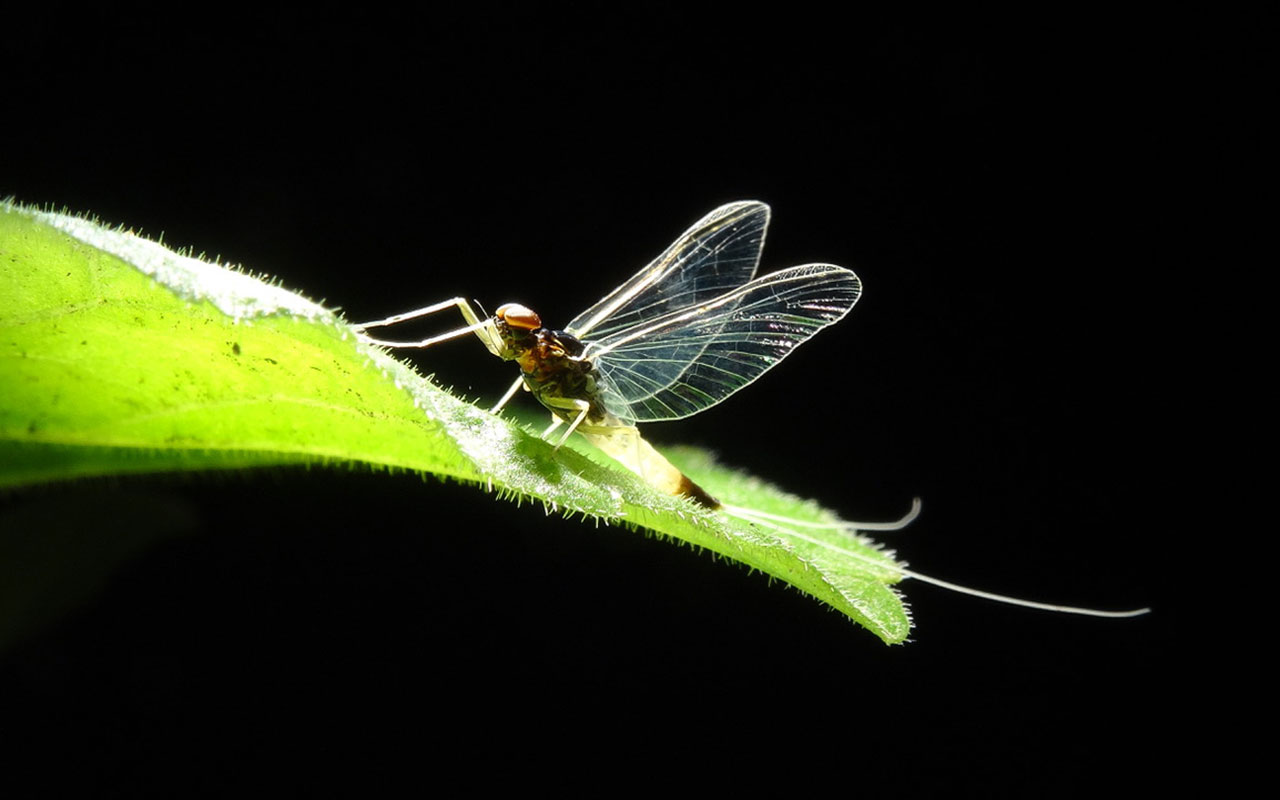Eintagsfliege (B. Plesky)