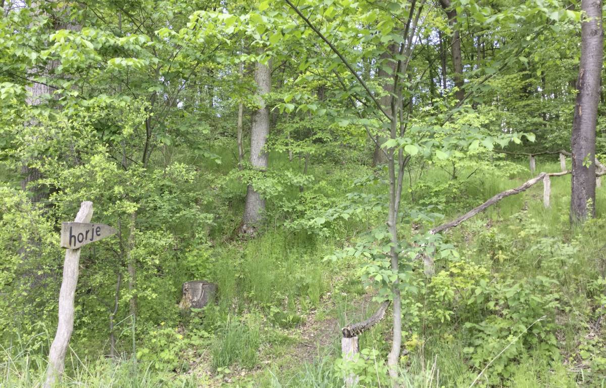 Wald in der Nähe der Kopschiner Schanze, Projekt: Unsere Bäume, Projekt und Foto: Museum der Westlausitz