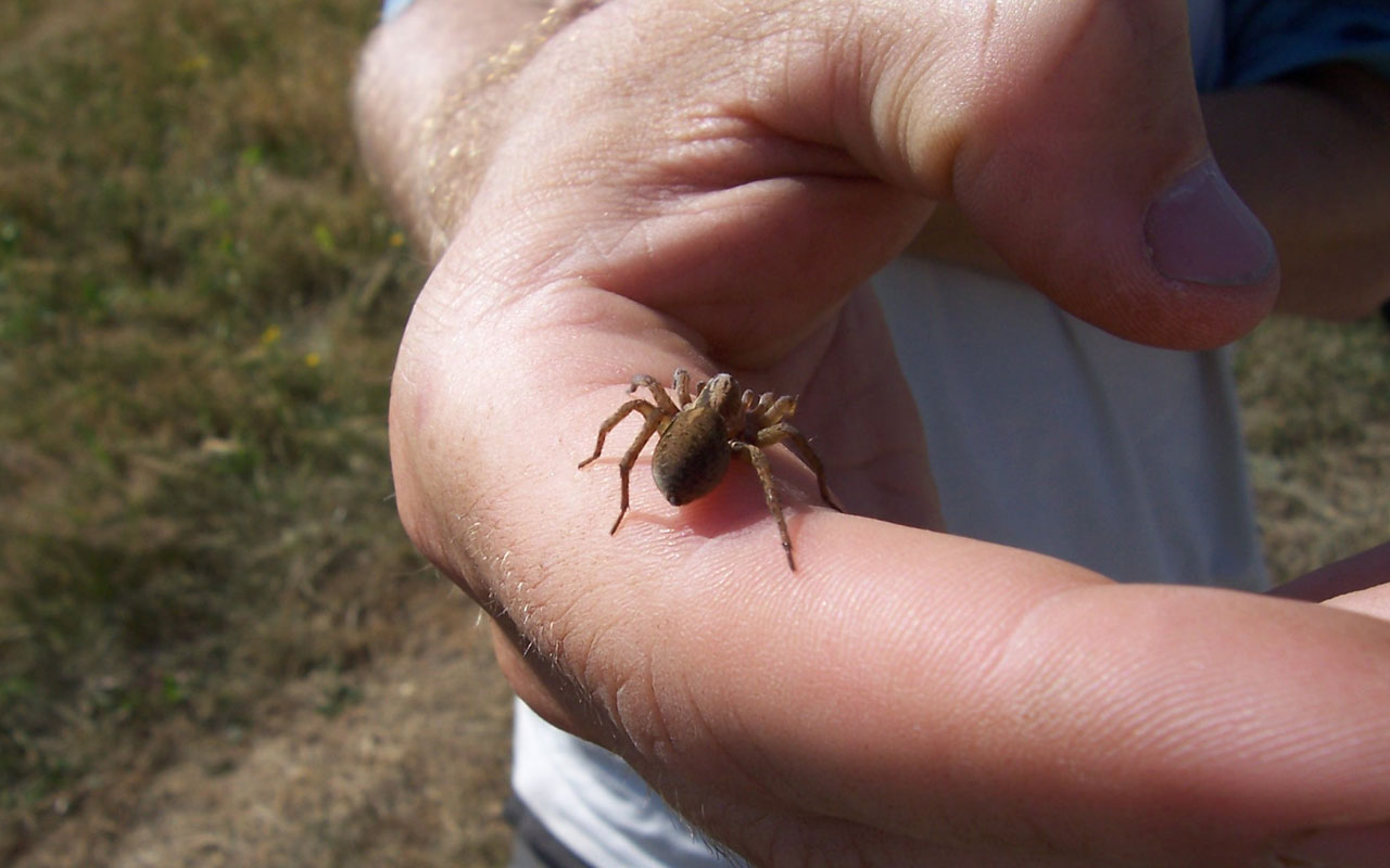 Spinne auf Hand ©Museum der Westlausitz Kamenz