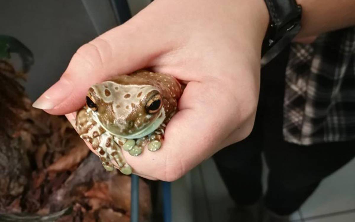 Wie ist es ein Frosch zu sein?; Quelle: Museum der Westlausitz; © Museum der Westlausitz Kamenz Wie ist es ein Frosch zu sein?; Quelle: Museum der Westlausitz; © Museum der Westlausitz Kamenz