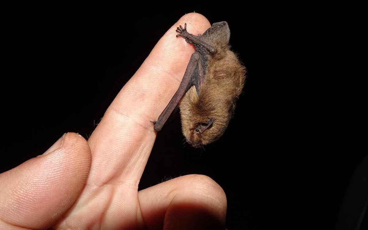 Tiere der Nacht, Projekt und Foto: Museum der Westlausitz Kamenz