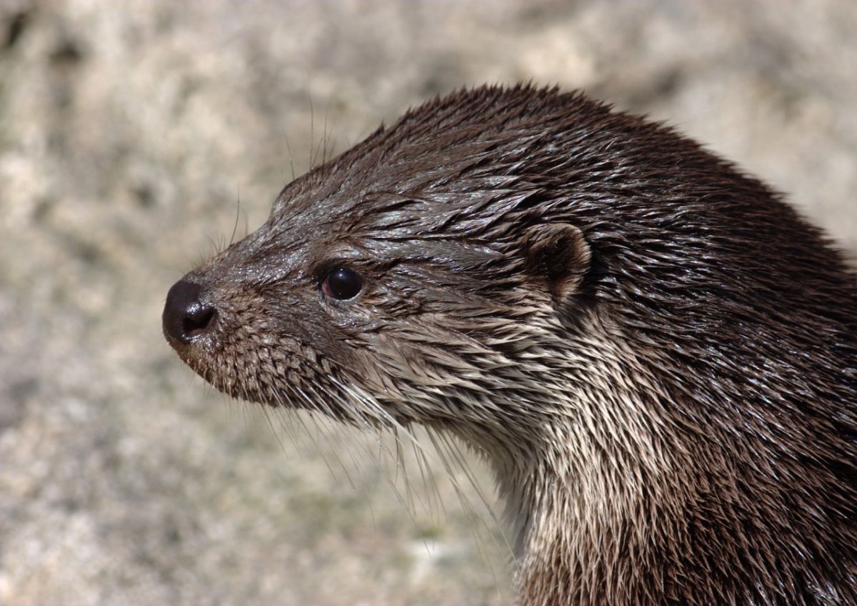 Seeotter