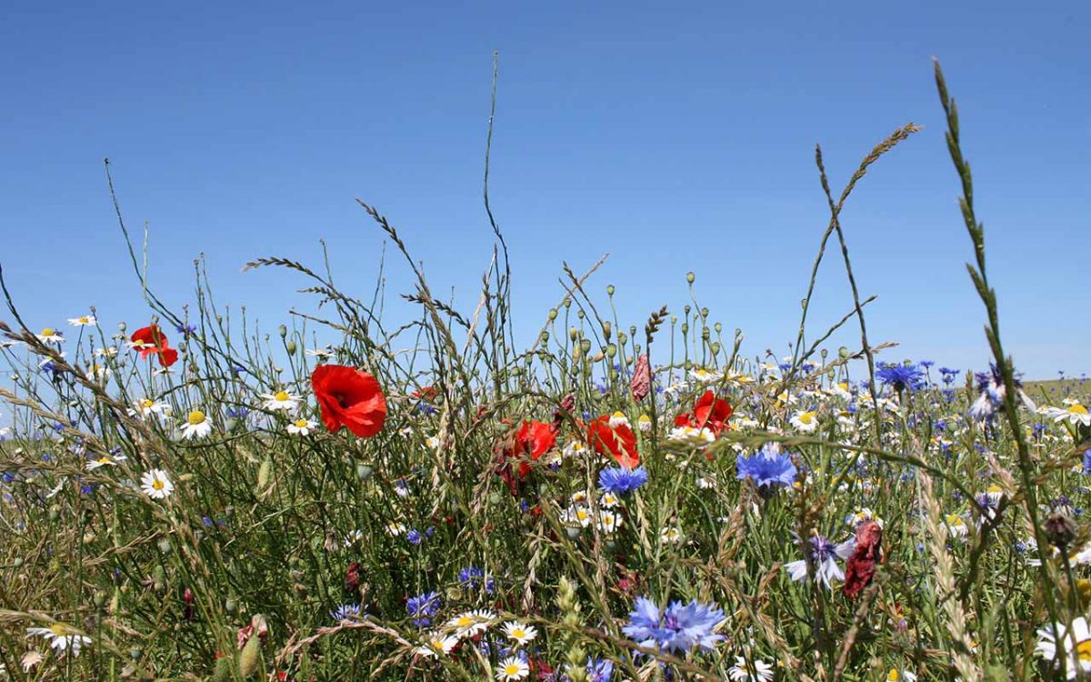 Blumenwiese. Projekt: Lebensraum Wiese. Projekt und Foto: Museum der Westlausitz Kamenz