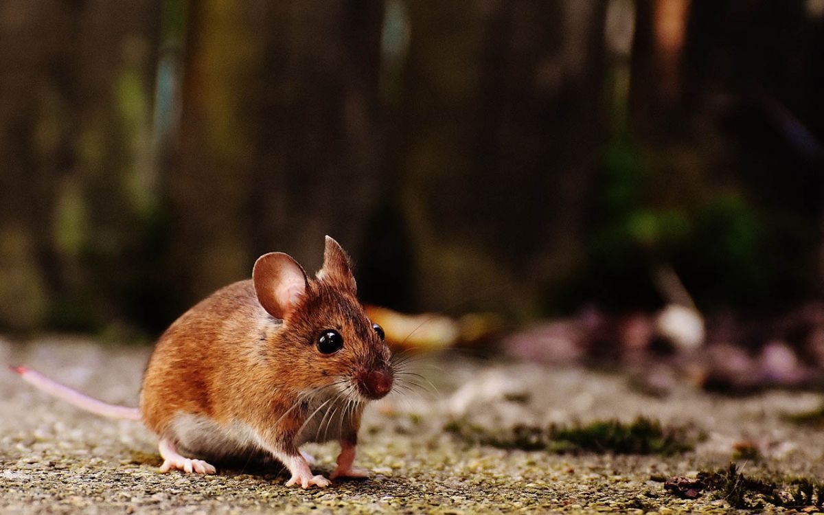 Maus, Projekt und Foto: Museum der Westlausitz