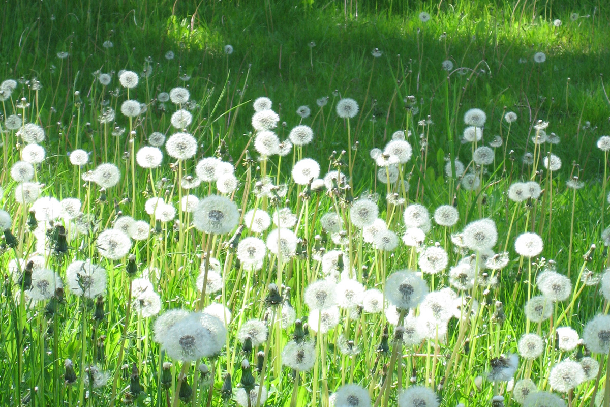 Pusteblumenwiese 